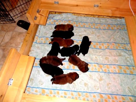404782277 puppies 11 days old